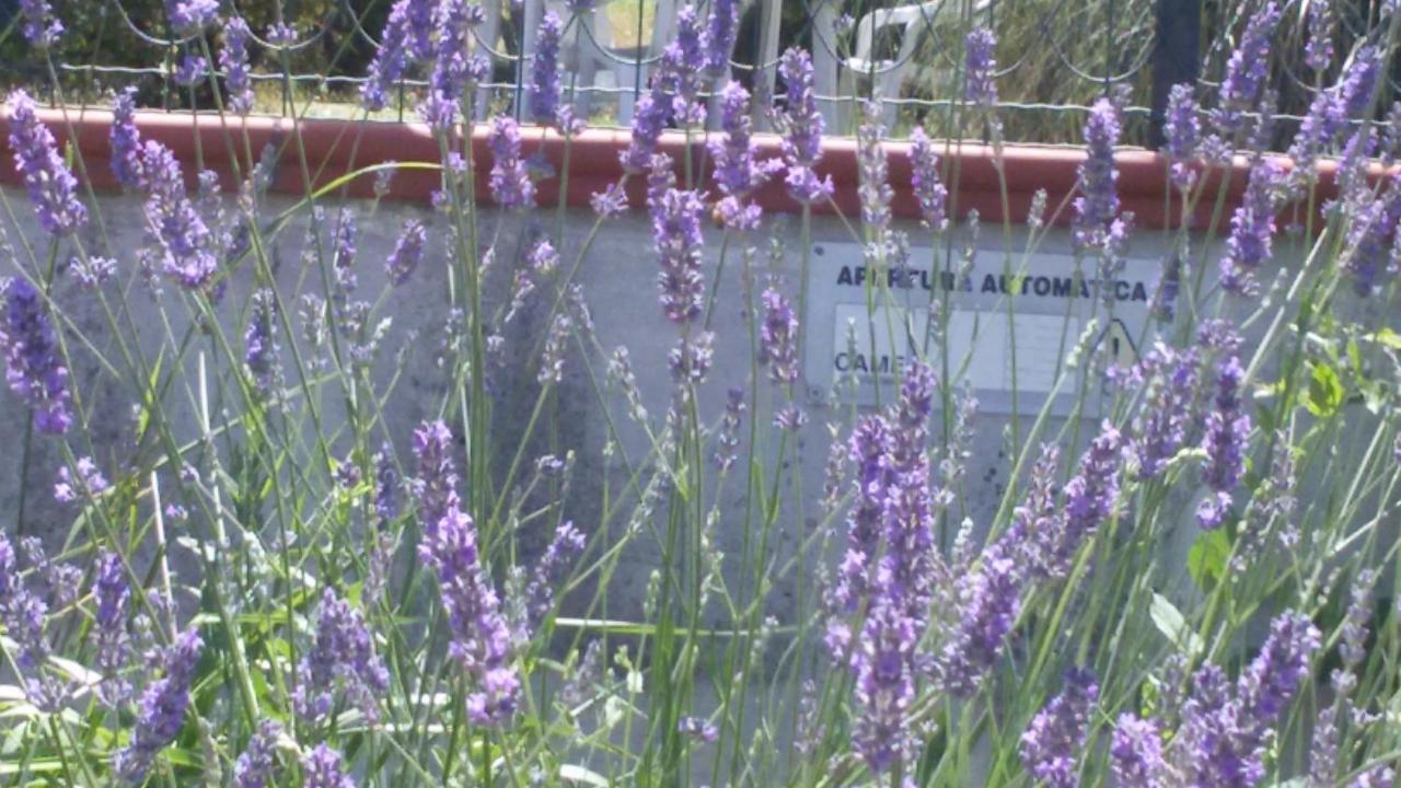 Amor Di Lavanda ชินโกลิ ห้อง รูปภาพ